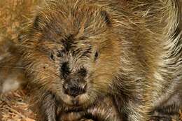 Image of beavers, gophers, kangaroo rats, pocket mice, and relatives