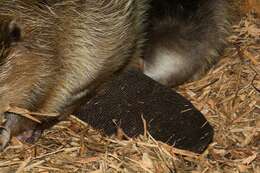 Image of beavers, gophers, kangaroo rats, pocket mice, and relatives