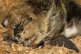 Image of beavers, gophers, kangaroo rats, pocket mice, and relatives