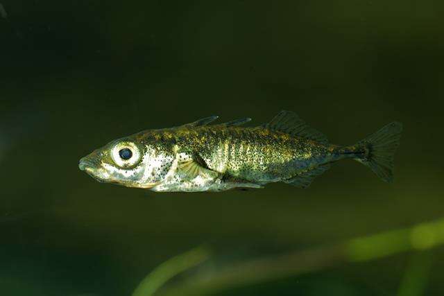 Image of sticklebacks