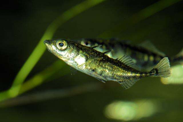 Image of sticklebacks