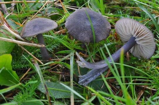 Image of Entoloma atrocoeruleum Noordel. 1987