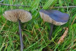 Image of Entoloma atrocoeruleum Noordel. 1987