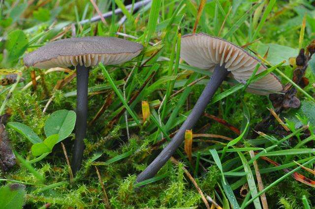 Image of Entoloma atrocoeruleum Noordel. 1987