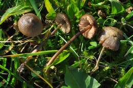 Image of Entoloma hebes (Romagn.) Trimbach 1981