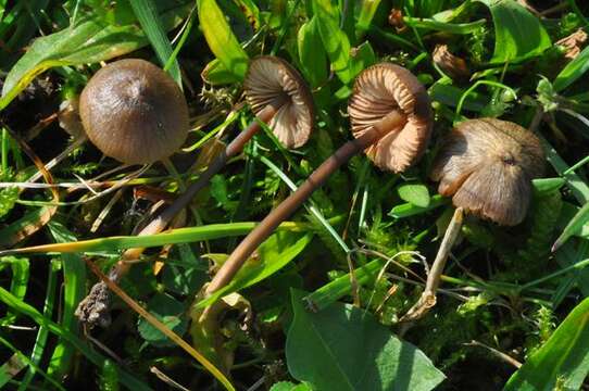 Image of Entoloma hebes (Romagn.) Trimbach 1981