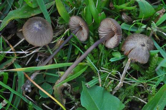 Image of Entoloma hebes (Romagn.) Trimbach 1981