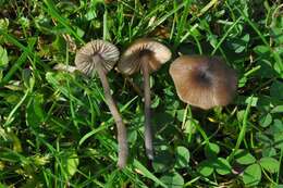 Image of Entoloma poliopus (Romagn.) Noordel. 1979