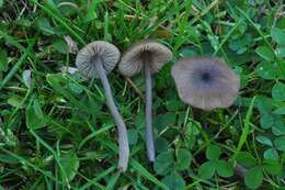 Image of Entoloma poliopus (Romagn.) Noordel. 1979