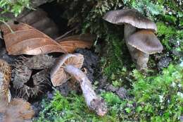 Image de <i>Cortinarius atrocoeruleus</i>