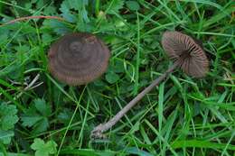 Image of Entoloma clandestinum (Fr.) Noordel. 1980