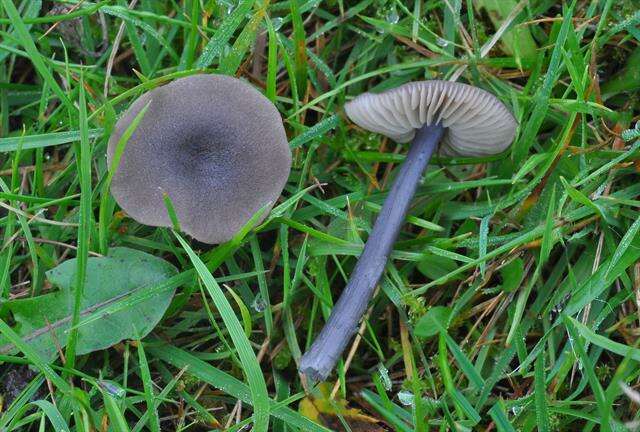 Image of Entoloma poliopus (Romagn.) Noordel. 1979