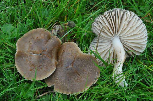 Image of Hygrocybe nitrata (Pers.) Wünsche 1877