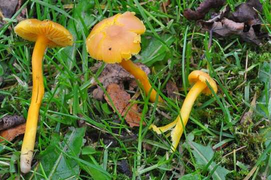 Image of Hygrocybe quieta (Kühner) Singer 1951