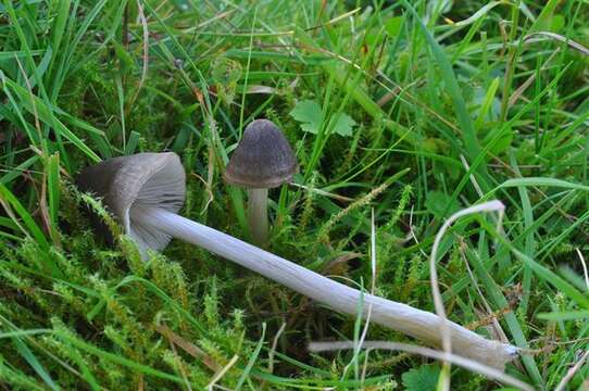 Image of Entoloma conferendum (Britzelm.) Noordel. 1980