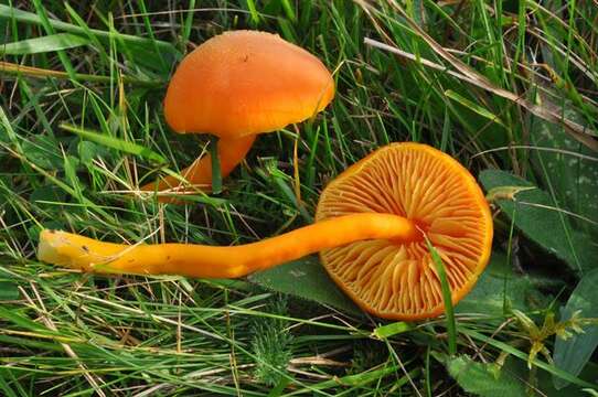 Image of waxcaps (fungi)