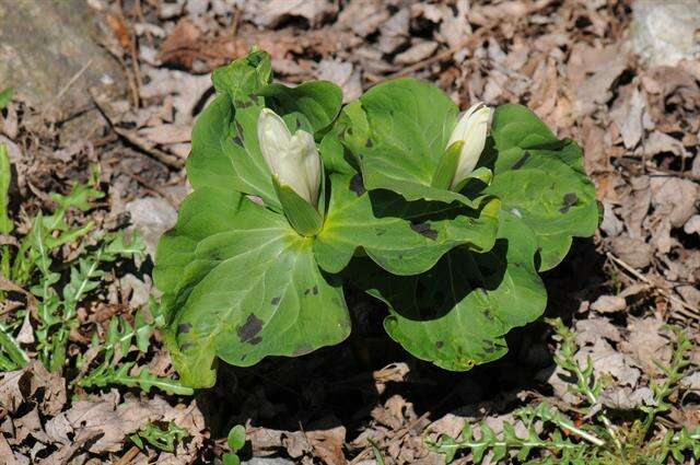 Image of trillium