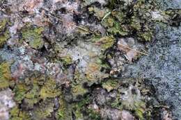 Image of blistered navel lichen