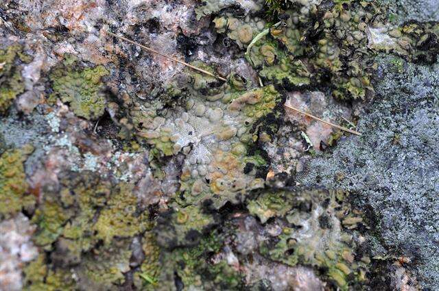 Image of blistered navel lichen