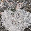 Image of White rim-lichen;   Rim Lichen