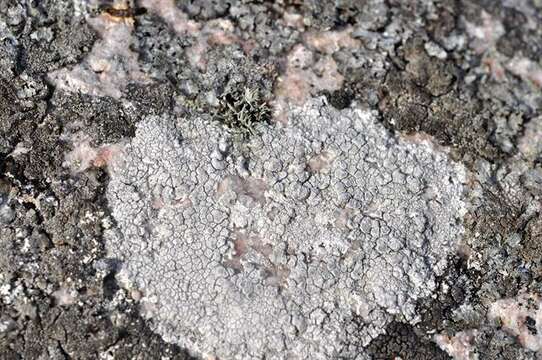 Image of rim lichen