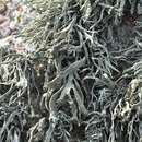 Imagem de Ramalina polymorpha (Lilj.) Ach.