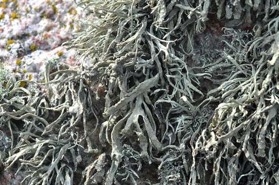 Imagem de Ramalina polymorpha (Lilj.) Ach.