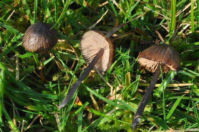 Image of Entoloma poliopus (Romagn.) Noordel. 1979