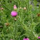 Image of bristly thistle