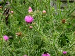 Image of plumeless thistle