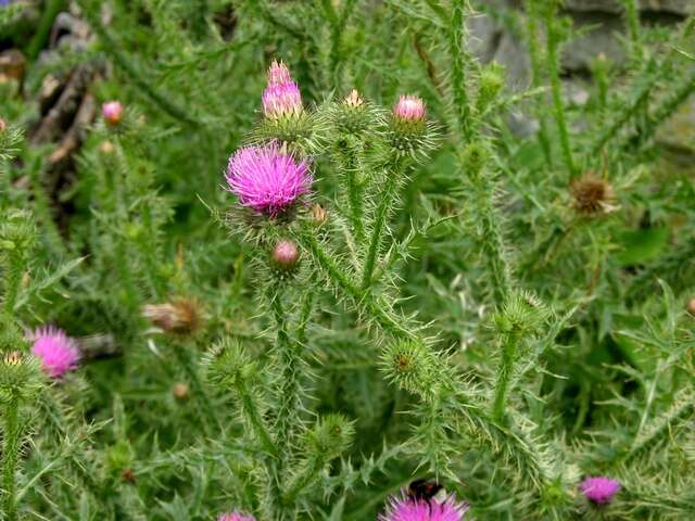 Image of plumeless thistle