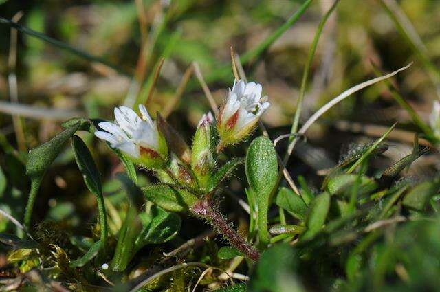 Image of fivestamen chickweed