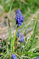 Image of Grape hyacinth