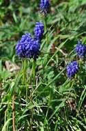 Image of Grape hyacinth