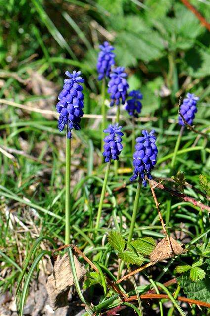 Image of Grape hyacinth