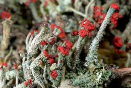 Image of Florke's cup lichen