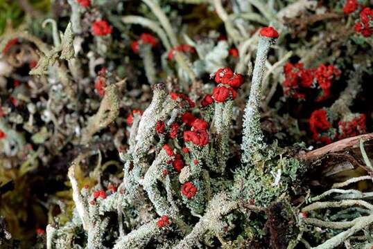 Image of Florke's cup lichen