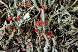 Image of Florke's cup lichen