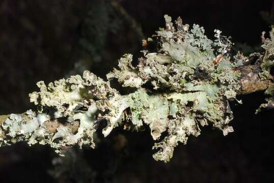 Image of ragged lichen