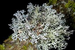 Image of light and dark lichen