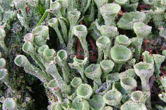 Image of Mealy Pixie-cup Lichen