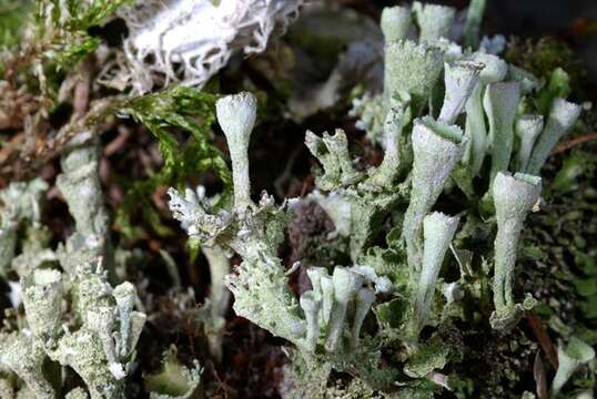 Image of Mealy Pixie-cup Lichen