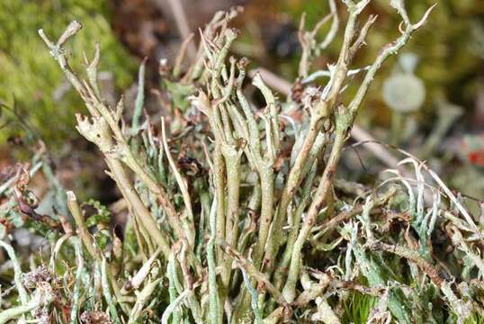 Image of cup lichen