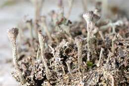 Image of cup lichen