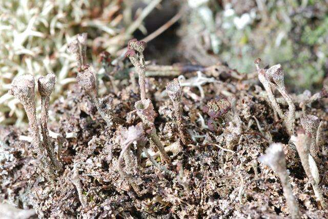 Image of cup lichen