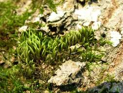 Image of homalothecium moss