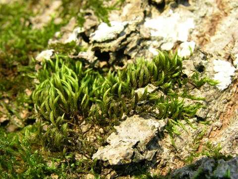 Image of homalothecium moss