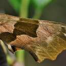 Image of lime hawk-moth