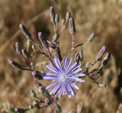 صورة Lactuca pulchella (Pursh) DC.