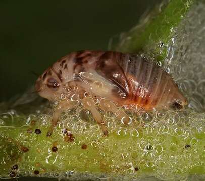 Image of spittlebugs